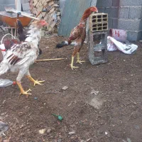 خروس لاری|حیوانات مزرعه|رشت, پیرکلاچای|دیوار