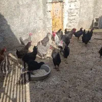 13 عدد مرغ تخم گذار