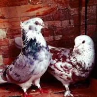 چند جفت کفتر پرنده|پرنده|اصفهان, ارغوانیه|دیوار