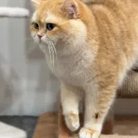 گربه لپ فندقی بریتیش (عکس گربه و پدر گربه)