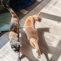 واگذاری رایگان