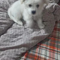 سگ بسیارخوب زرنگ شیتزو|سگ|بجنورد, |دیوار