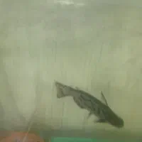 فروش و یا تعویض ماهی. گرین ترور و کت درختی|ماهی|فلاورجان, |دیوار