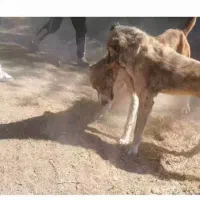 واگذاری سگ|سگ|نصر آباد, |دیوار