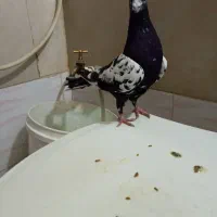 کبوتر هوای نر ۲۰۰|پرنده|شیراز, کوشک میدان|دیوار