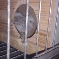 عروس هلندی ماده دوکت البینو مست