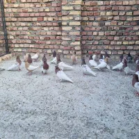 کله سرخ  سینه زرد