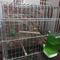 مرغ مینای نر ورام