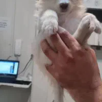 یک پامر اشپیتز