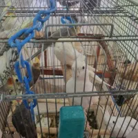 عروس هلندی