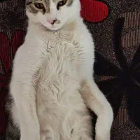 واگذاری رایگان گربه