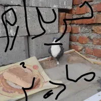 ماده ریش سیاه م خ ا م لوتان|پرنده|چابهار, |دیوار