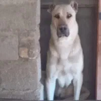 سراب نر اصل|سگ|محمدشهر, محمدشهر|دیوار