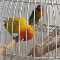 کوتوله برزیلی