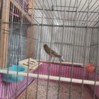 فروش قناری|پرنده|اردکان, |دیوار