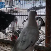 فروش انواع نژاد های کبوتر وتخم کفتر|پرنده|رضوانشهر, |دیوار