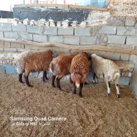 بره نرپرواری