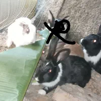 خرگوش|موش و خرگوش|آق قلا, |دیوار