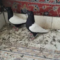 کبوتر سینه سیاه|پرنده|اصفهان, سپاهان‌شهر|دیوار