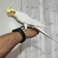عروس هلندی نر