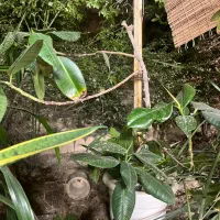 گیاهان اپارتمانی و اکواریوم بزرگ و کوچیک با ماهی|گل و گیاه طبیعی|مشکیندشت, |دیوار