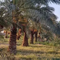 چهار هکتار زمین کشاورزی حدود دویست عدد درخت خرما