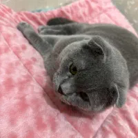 گربه اسکاتیش|گربه|جم, |دیوار