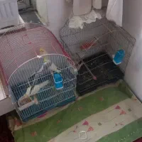 فروش چند عدد عروس هلندی