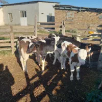 فروش ۶ راس گوساله شیرخوار نر|حیوانات مزرعه|گمیشان, |دیوار