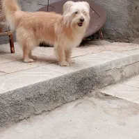 شیتزو|سگ|مشهد, طبرسی شمالی|دیوار