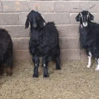 بز داشتی|حیوانات مزرعه|سلفچگان, |دیوار