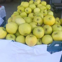 فروش سیب درختی .|عمدهفروشی|قوچان, |دیوار