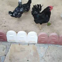 مرغ و خروس گلین