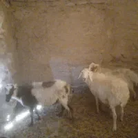 چبش پاکستانی|حیوانات مزرعه|سده (خراسان جنوبی), |دیوار