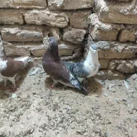 کبوتر|پرنده|مه ولات, |دیوار