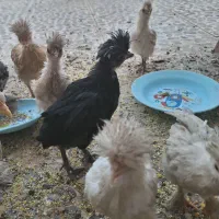 جوجه لهستانی و سلطان