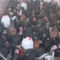 بزرگترین حراج جوجه مرغ خروس باری 4ماهه شیراز