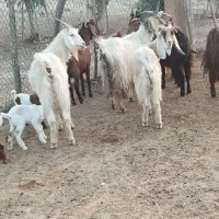 ۵ بزوبی|حیوانات مزرعه|پلدختر, |دیوار