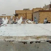 کبوتر فروشی|پرنده|رباط‌کریم, شترخوار|دیوار