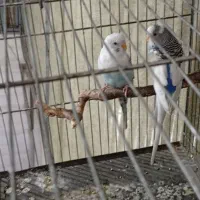 یک جفت مرغ عشق نر دستی