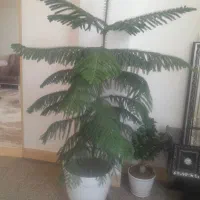 گلهای طبیعی|گل و گیاه طبیعی|شهرکرد, |دیوار