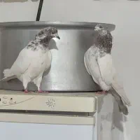 کله دار|پرنده|رزن, |دیوار