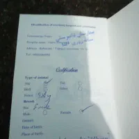 سگ خوشگل|سگ|کشکوئیه, |دیوار