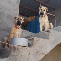 توله نژاددار جفت نر