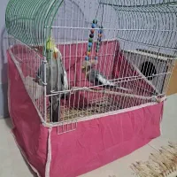 یک جفت عروس هلندی|پرنده|خمینی‌شهر, |دیوار