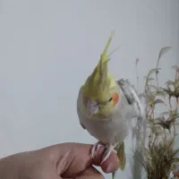 عروس هلندی ماده مرواریدی|پرنده|رشت, پیرسرا|دیوار