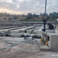 فروش بچه ماهی غزل الا