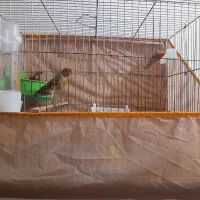 قناری عروس هلندی