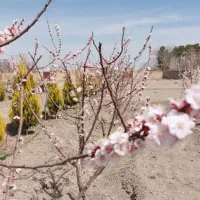 باغ ۱۰۰۰متری سه نبش سند تک برگ در مشتاق قابل تهاتر|فروش زمین و ملک کلنگی|اصفهان, کلمه خوران|دیوار
