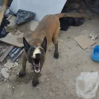 سگ مالینیوز|سگ|کوه چنار, |دیوار